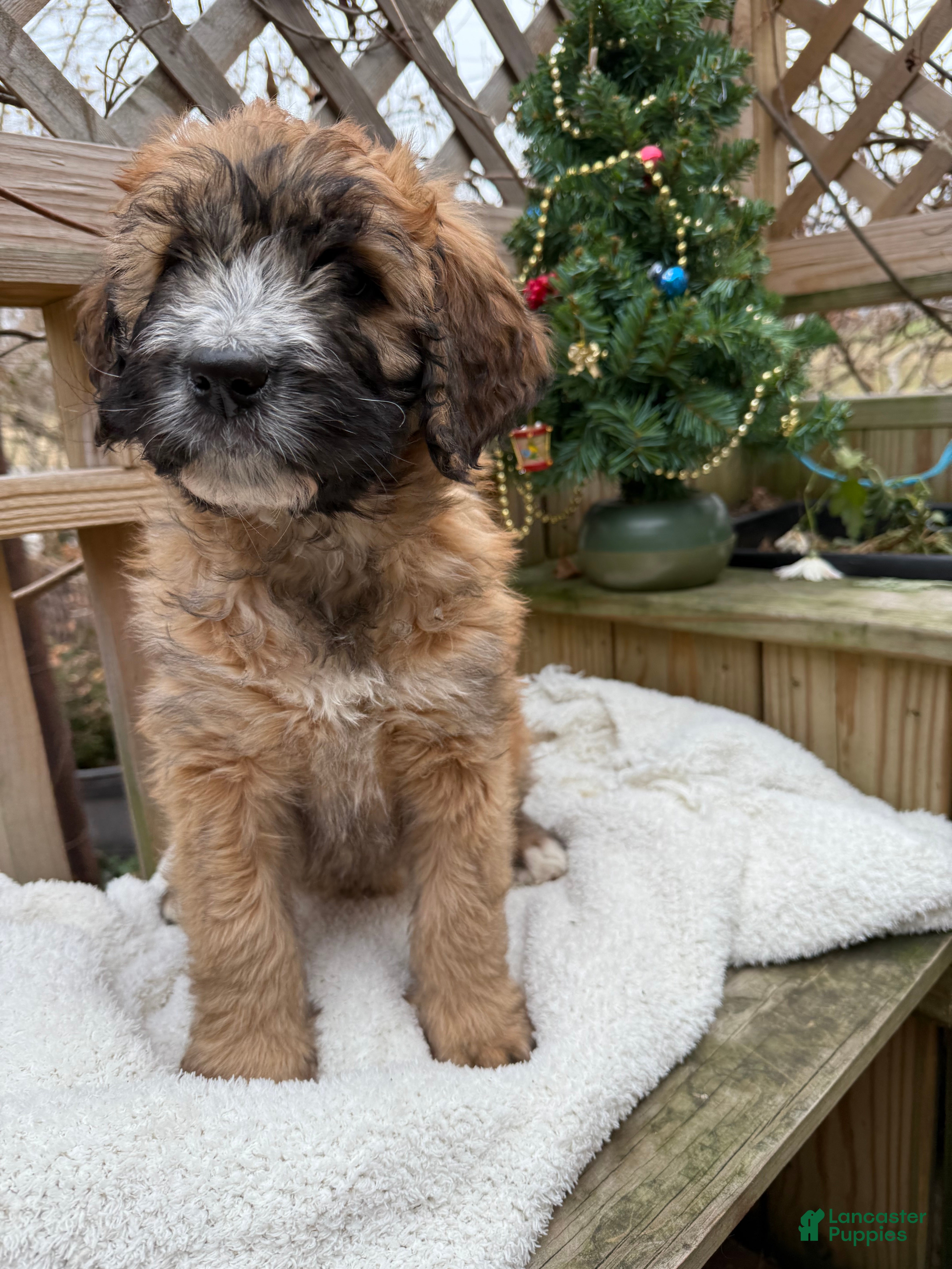 Mixed Breed dogs Opal - Ad 1