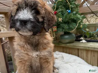 Mixed Breed dogs Opal - Ad 1