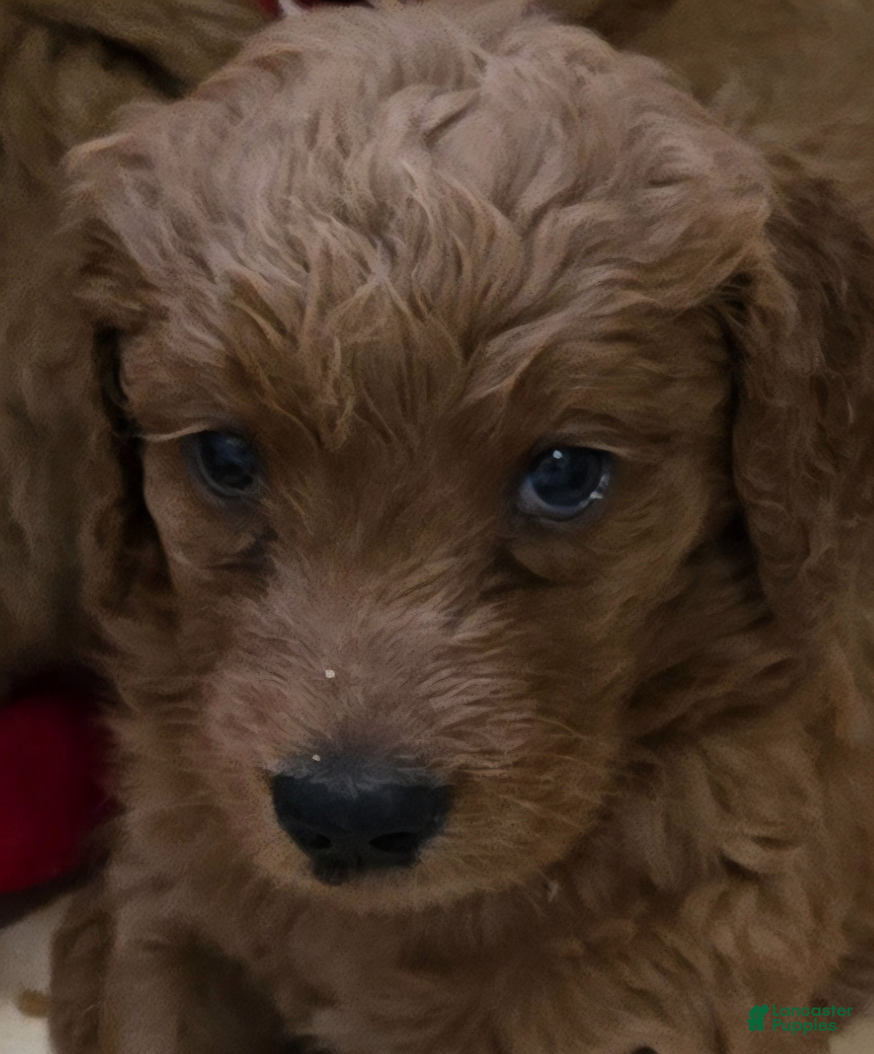 Goldendoodle dogs Goldendoodle Puppy 4 - Ad 1