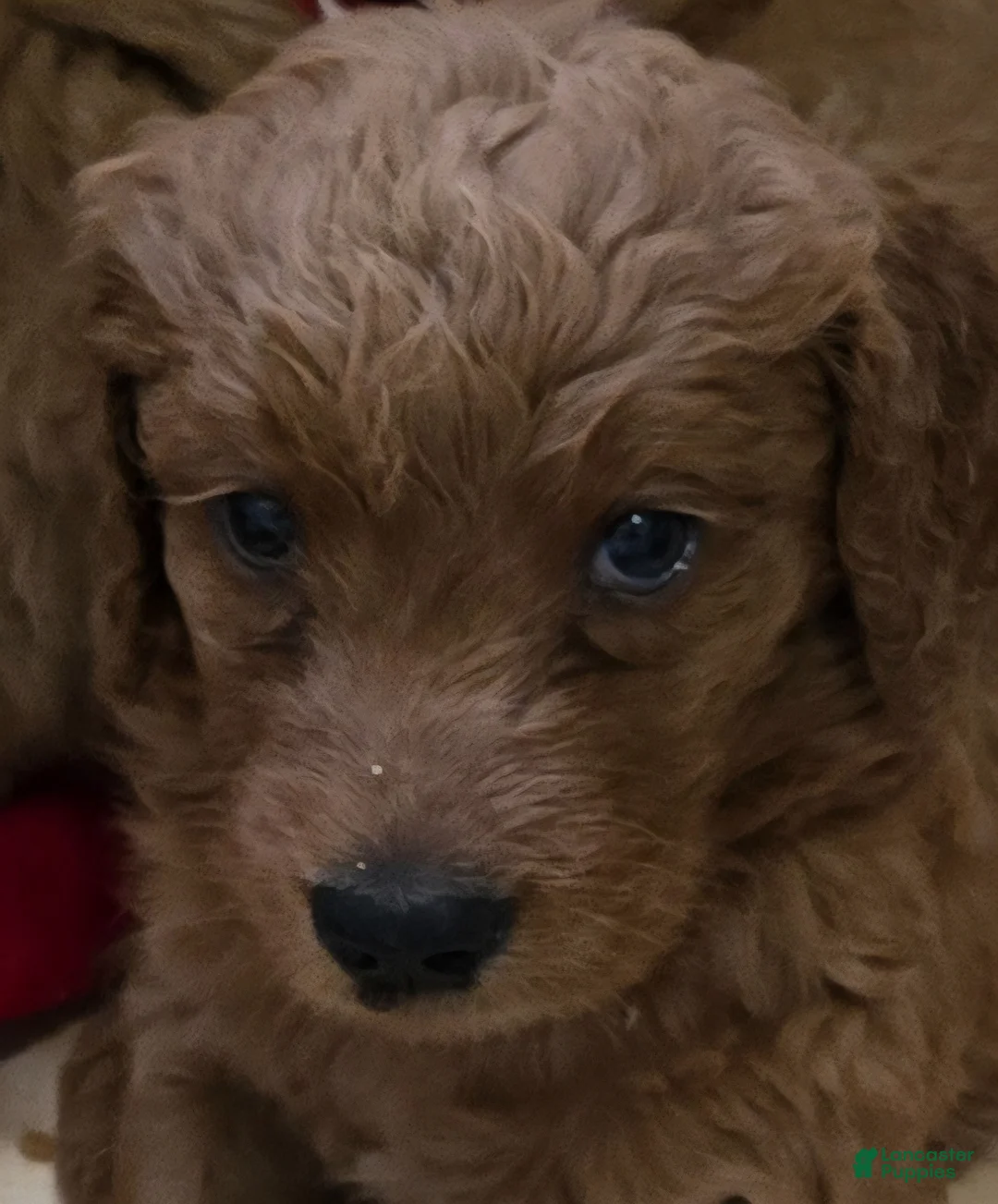 Goldendoodle dogs for sale: Goldendoodle Puppy 4 - Ad 1