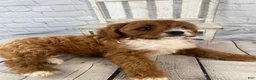 Cavapoo dogs for sale: Sadie - Ad 6