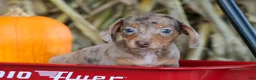 Miniature Dachshund dogs for sale:  Zion💙 - Ad 14
