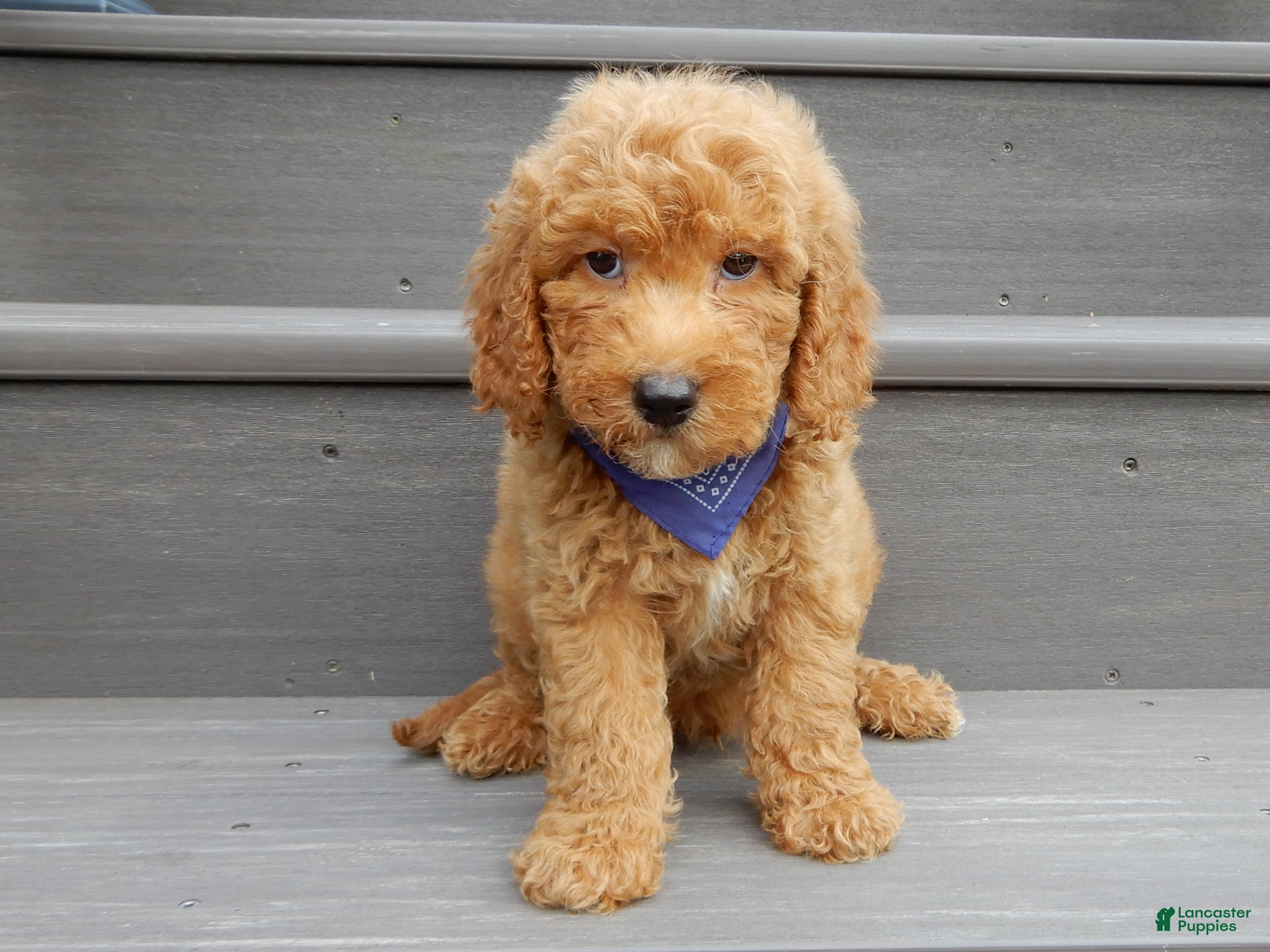 Mini Goldendoodle dogs Finn - Ad 1