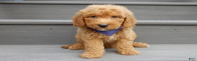 Finn