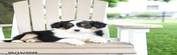 Mixed Breed dogs for sale: Rudi - Ad 4