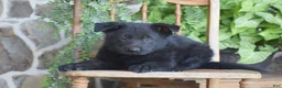 German Shepherd dogs for sale: Mavis - Ad 3