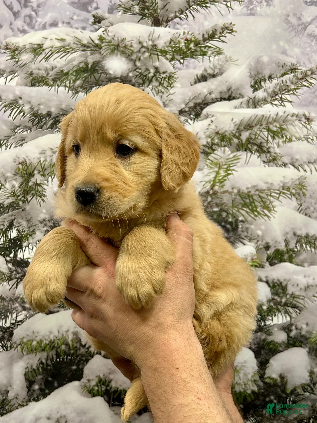 Golden Retriever dogs for sale: Honey - Ad 9