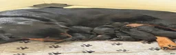Rottweiler dogs for sale: Rottweiler Puppy 4 - Ad 3