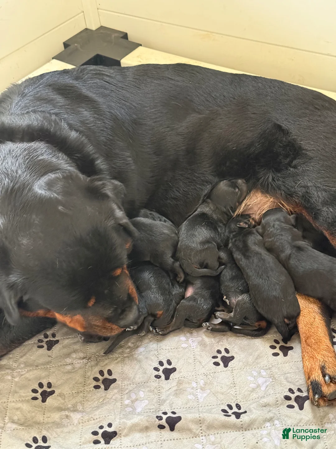 Rottweiler dogs for sale: Rottweiler Puppy 2 - Ad 2