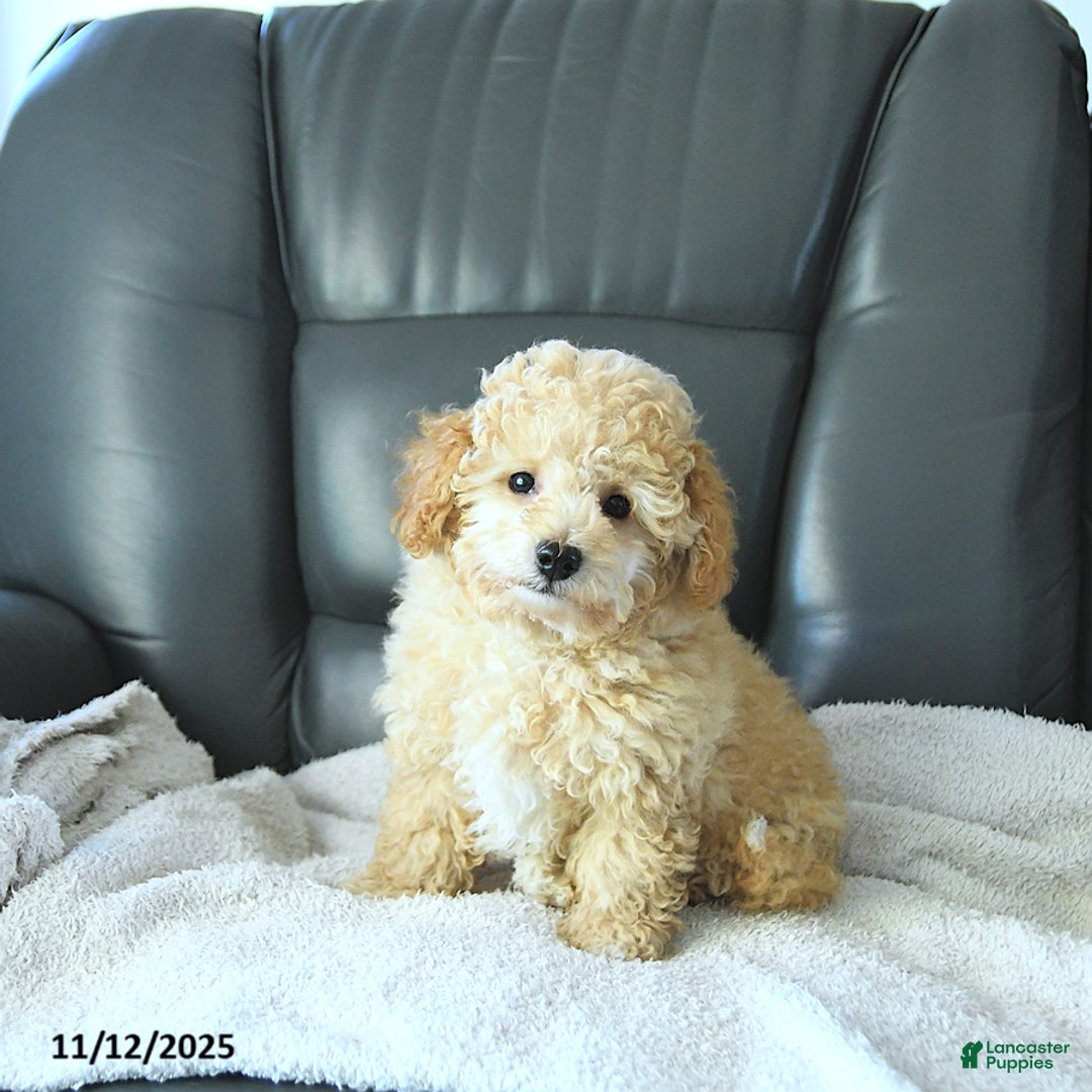 Havapoo dogs for sale: Prince EXTRA SMALL - Ad 3