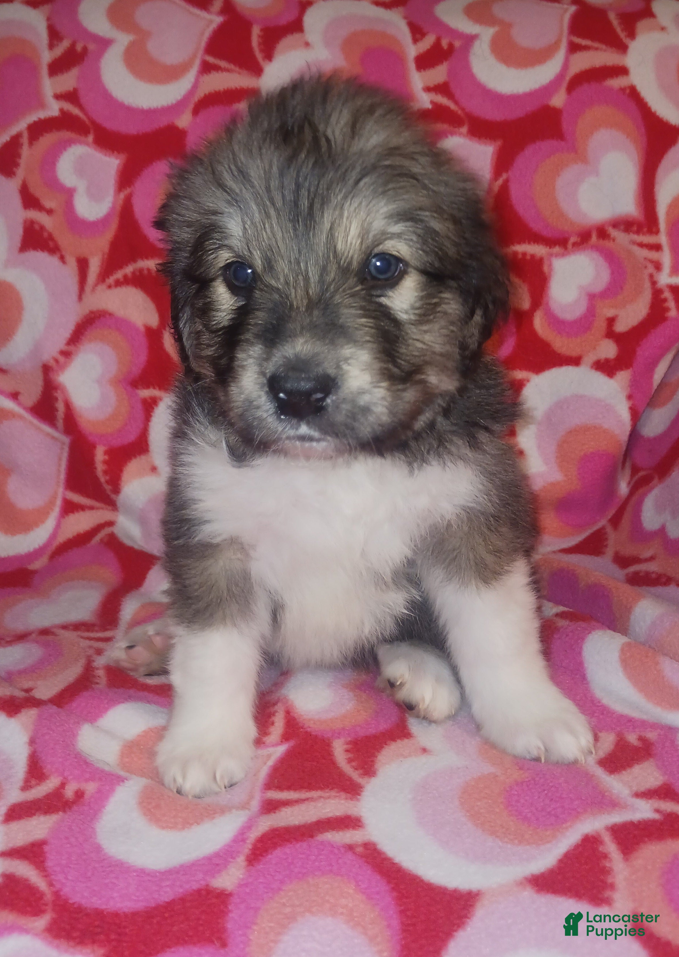 Mixed Breed dogs Romeo - Ad 29