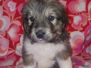 Mixed Breed dogs Romeo - Ad 41