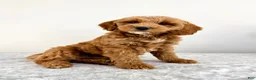 Mini Goldendoodle dogs for sale: Grayson  - Ad 5