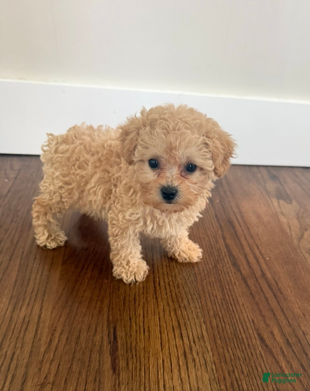 Shihpoo dogs Gator - Ad 12
