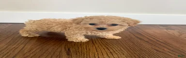 Gator