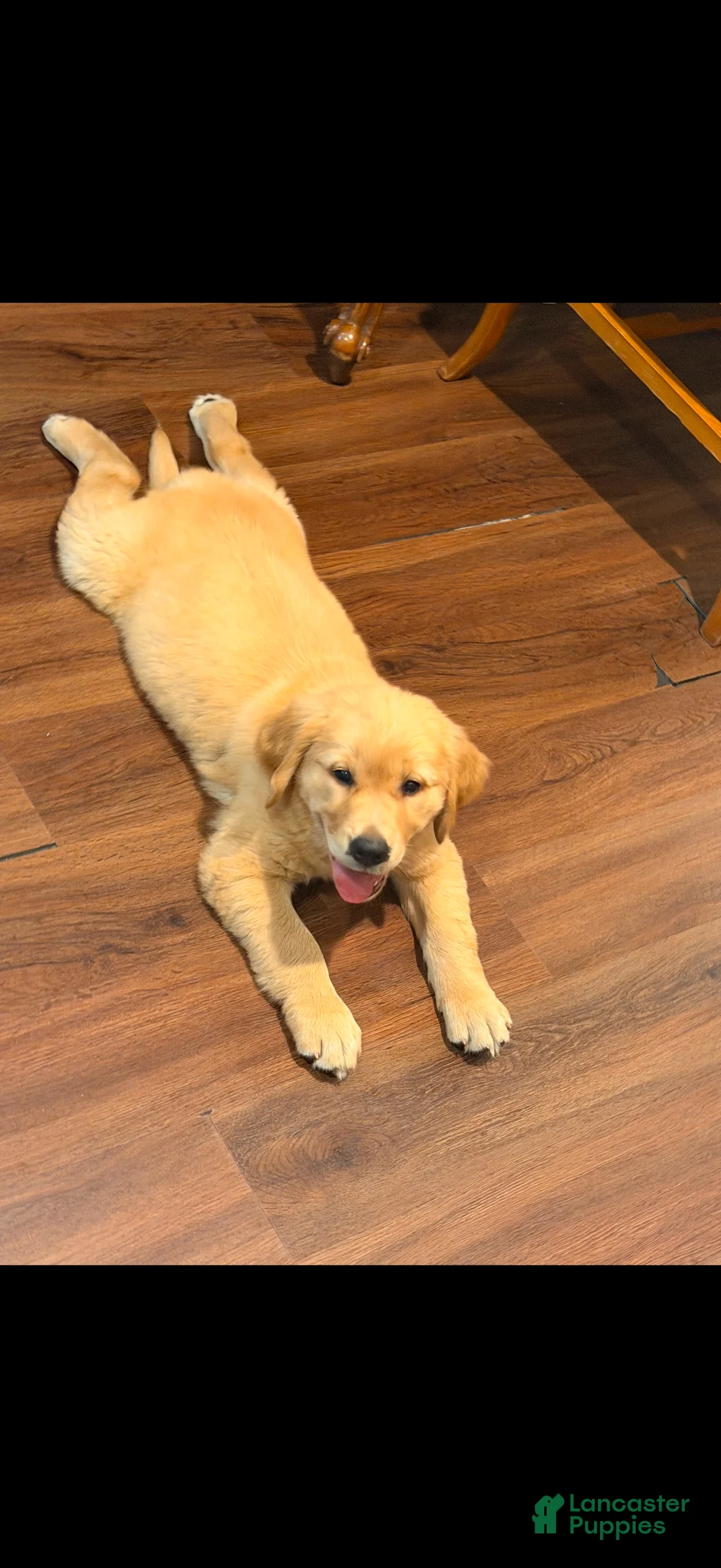 Golden Retriever dogs for sale: Muffin - Ad 2