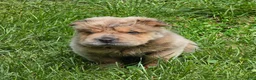 Shar Pei dogs for sale: Roman - Ad 42