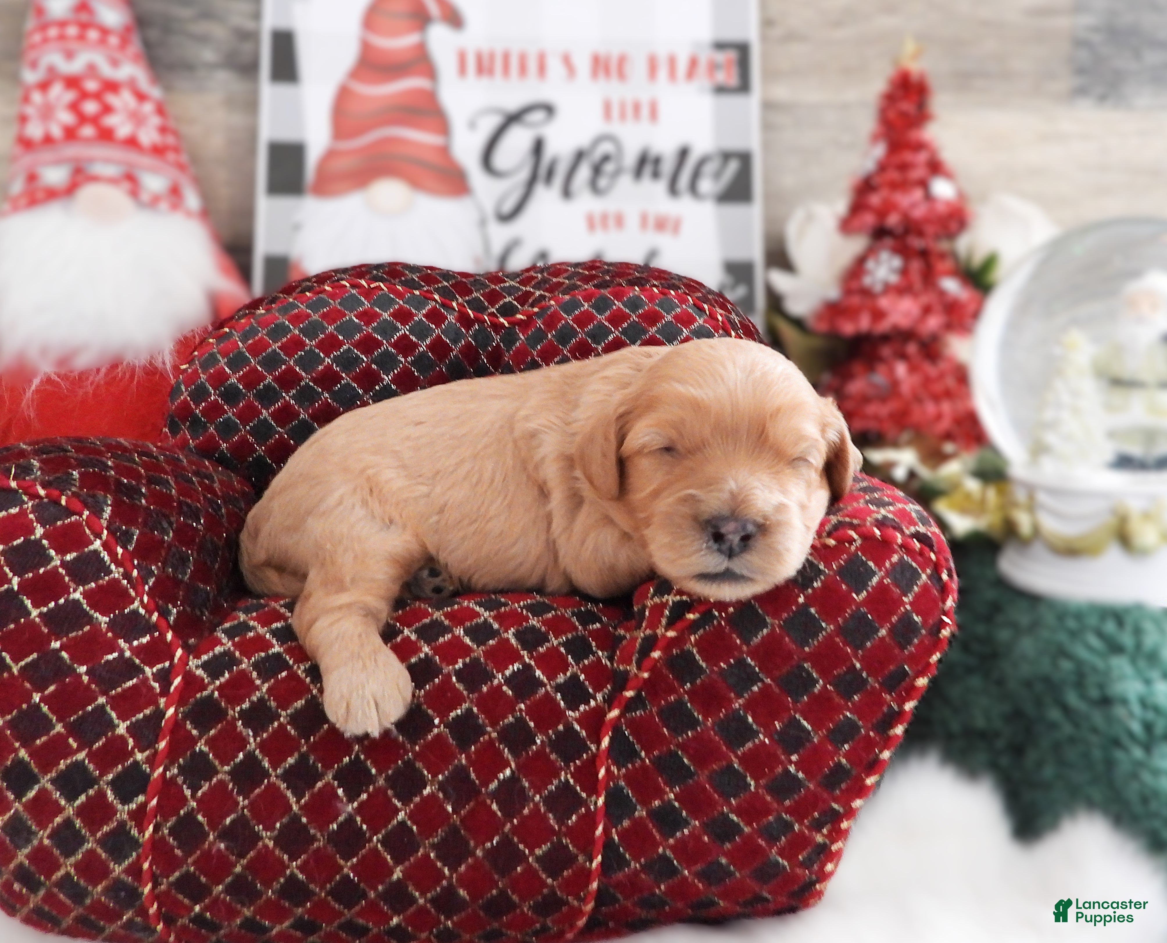 Cavapoo dogs Cavapoo Puppy 2 - Ad 32