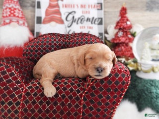 Cavapoo dogs Cavapoo Puppy 2 - Ad 20