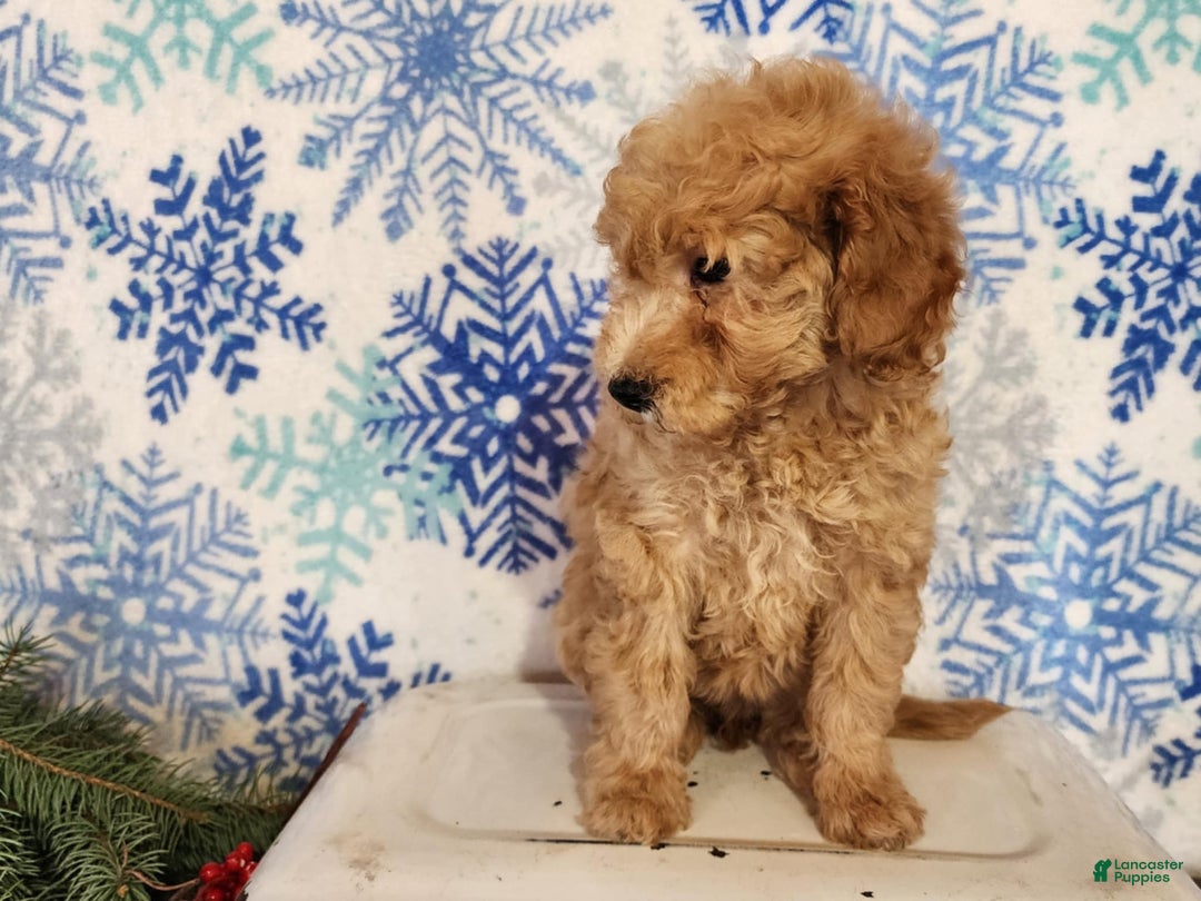 Mini Goldendoodle dogs for sale: Indy - Ad 10