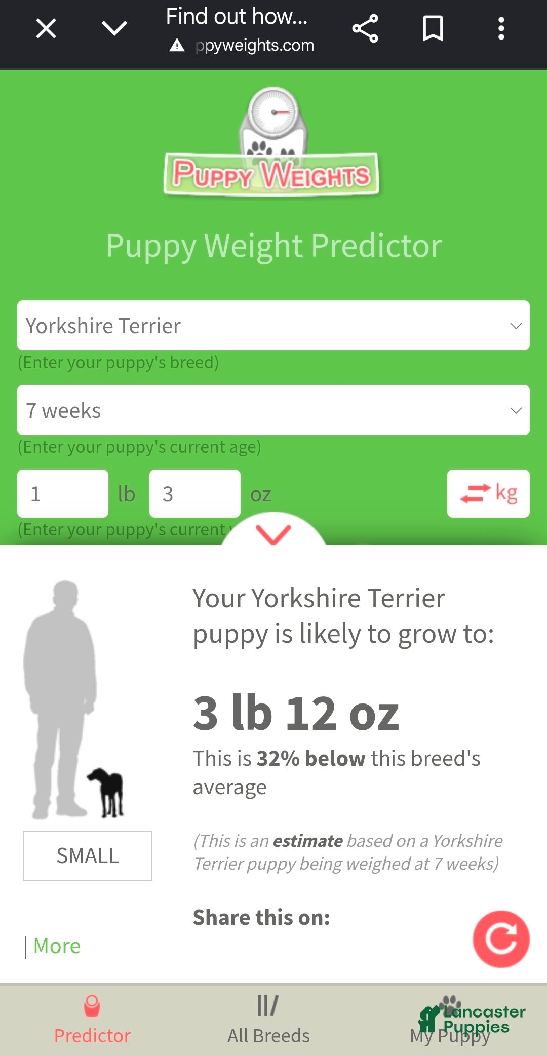 Biewer Terrier dogs Biewer Terrier 4 - Ad 2