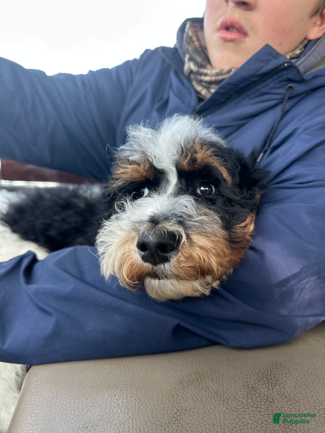 Standard Poodle dogs for sale: Cole - Ad 3