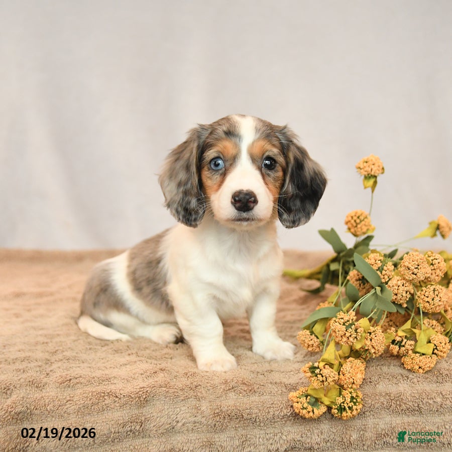 Miniature Dachshund dogs Beauty - Ad 1