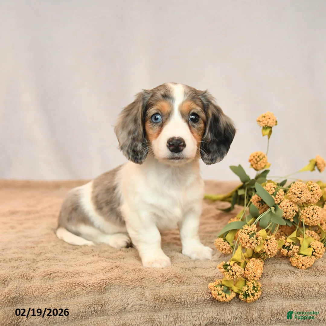 Miniature Dachshund dogs for sale: Beauty - Ad 1