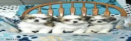 Shih Tzu dogs for sale: Star - Ad 5