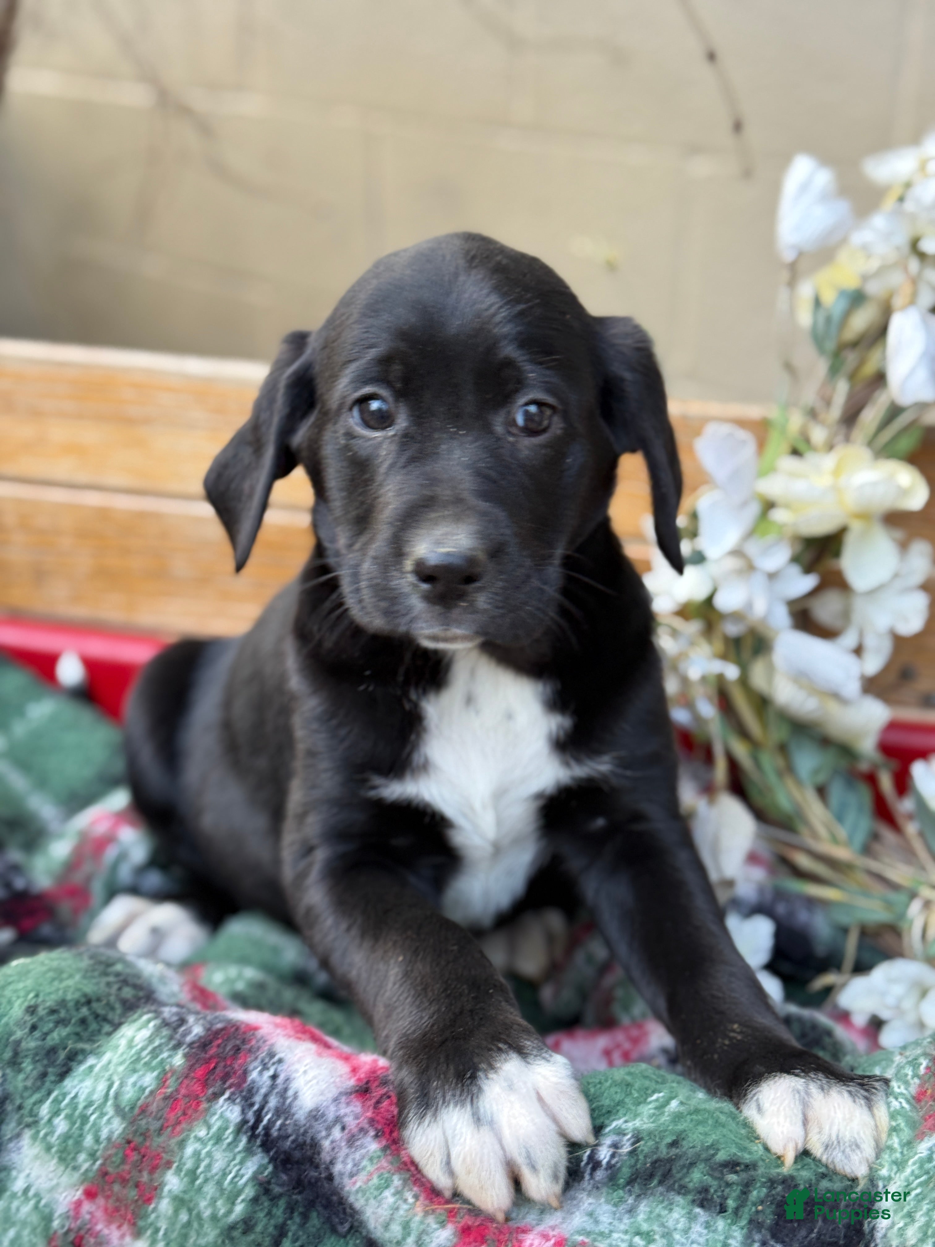 Mixed Breed dogs Ruffles - Ad 23