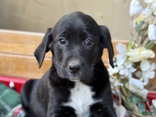 Mixed Breed dogs Ruffles - Ad 23