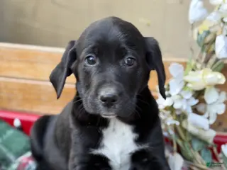 Mixed Breed dogs Ruffles - Ad 31