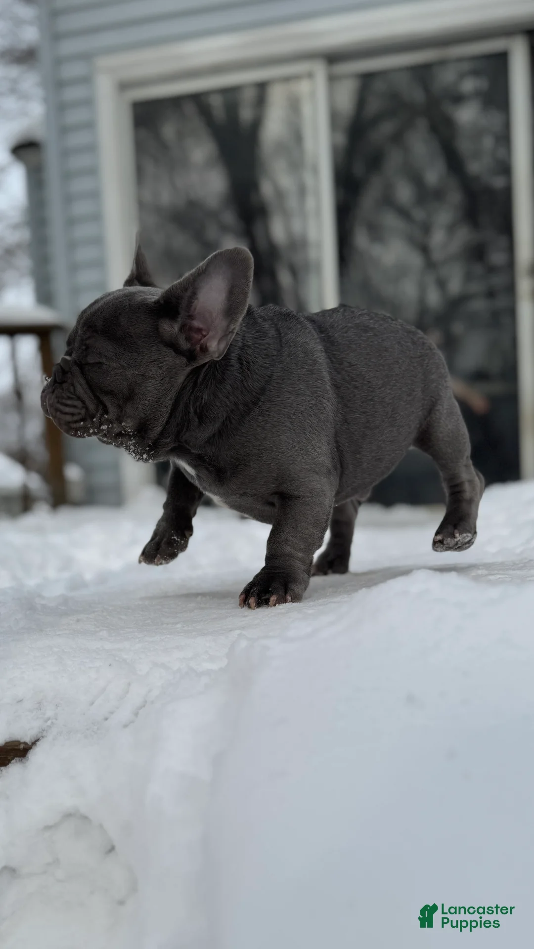 French Bulldog dogs for sale: French Bulldog - BIGGIE 🦍 - Ad 2