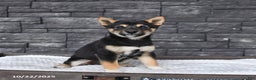 Shiba Inu dogs for sale: Veronica - Ad 4