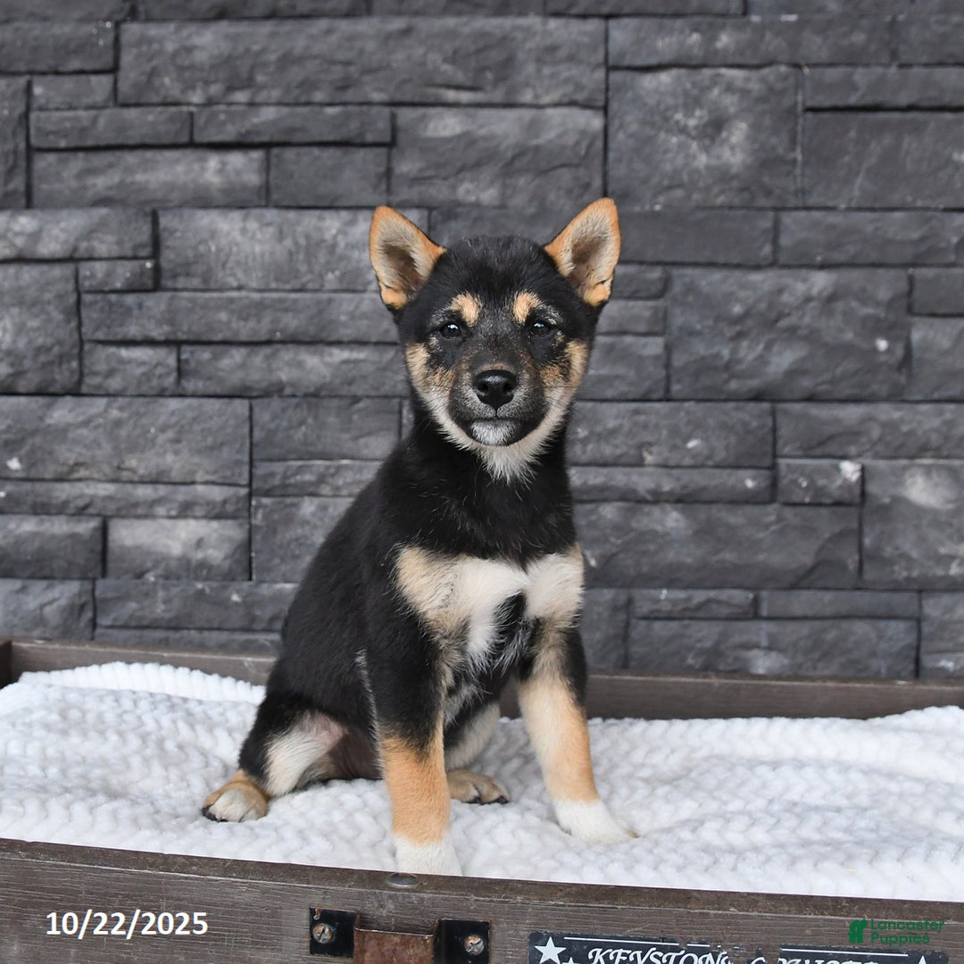 Shiba Inu dogs for sale: Veronica - Ad 4