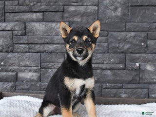 Shiba Inu dogs - Ad 41