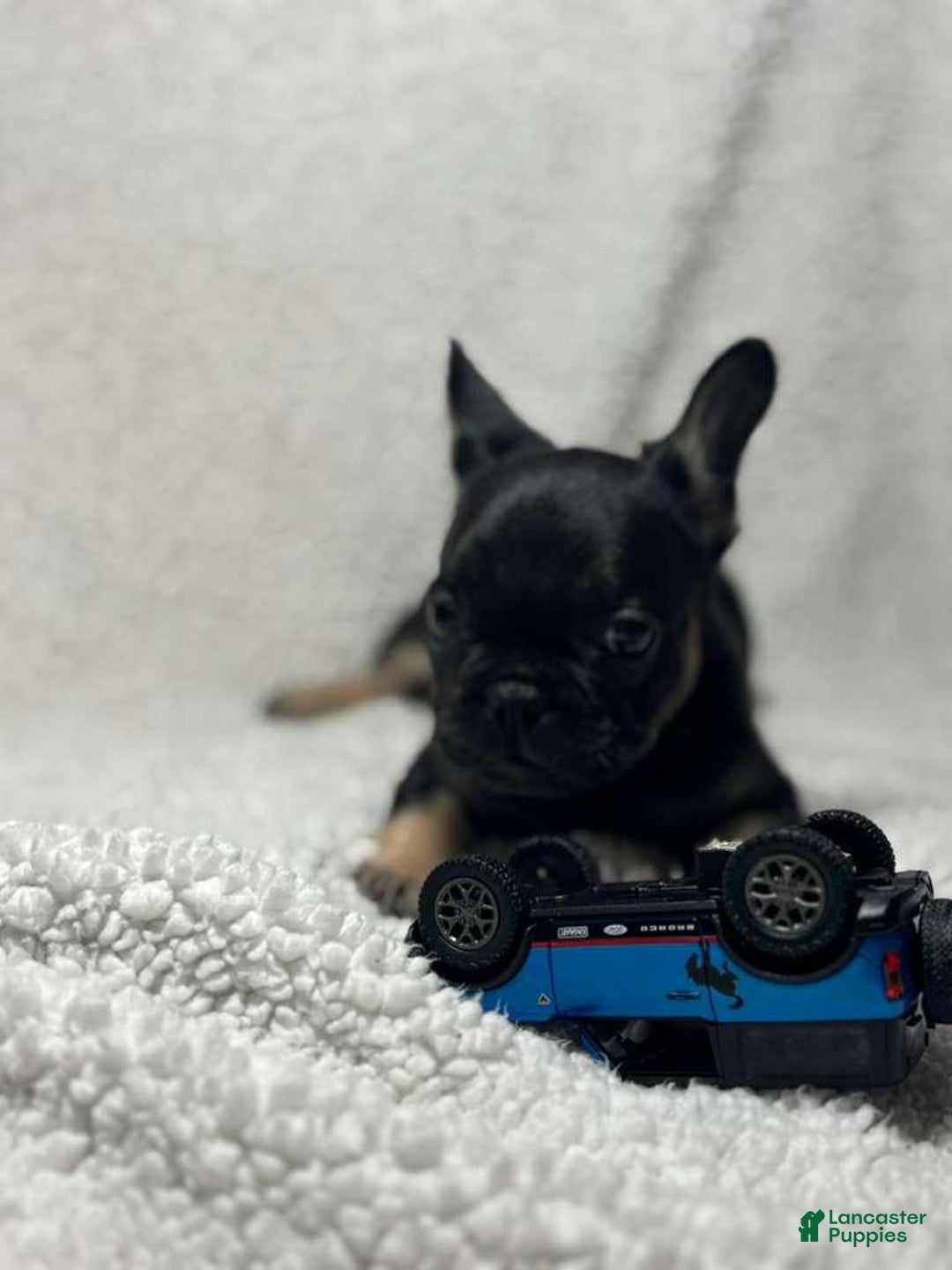 French Bulldog dogs for sale: French Bulldog Puppy 1 - Ad 2
