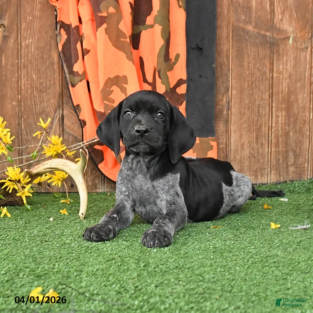 German Shorthaired Pointer dogs for sale: Liberty - Ad 2