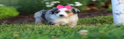 Miniature Australian Shepherd dogs for sale: Daisy - Ad 7