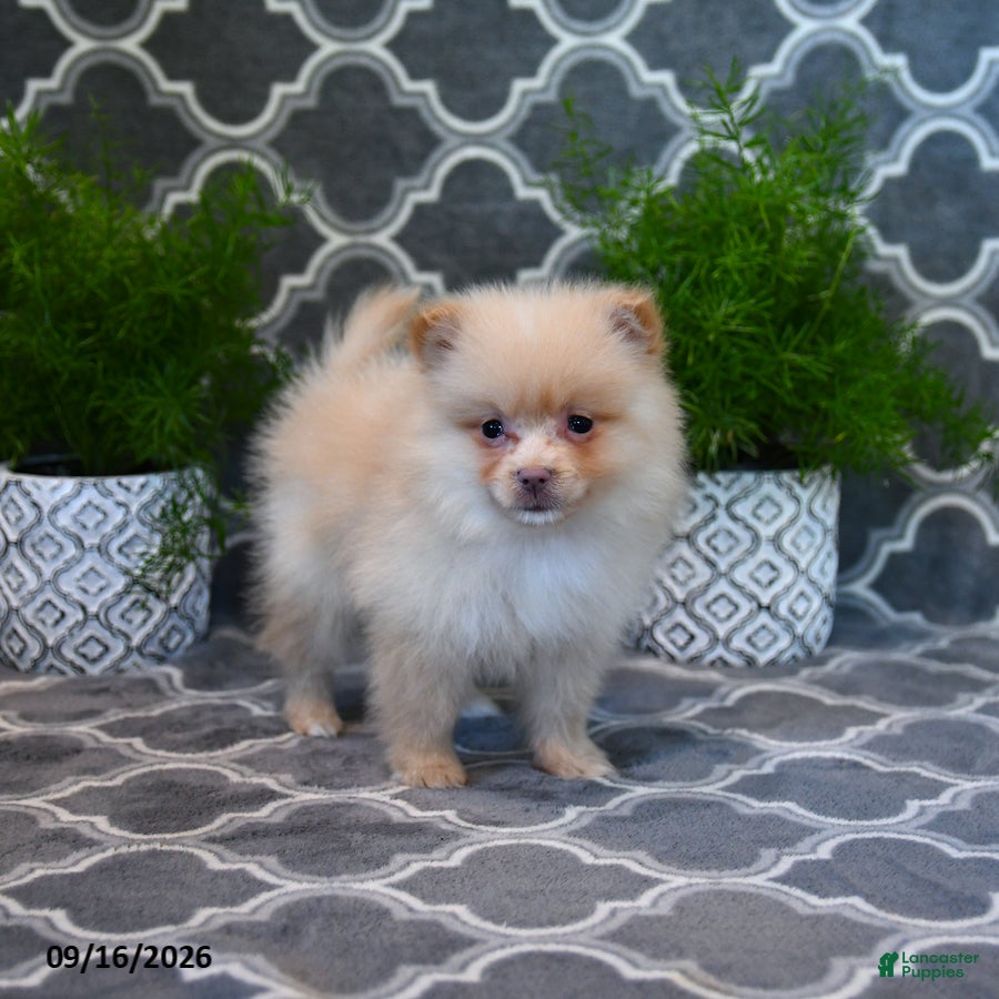 Pomeranian dogs Randy - Ad 1