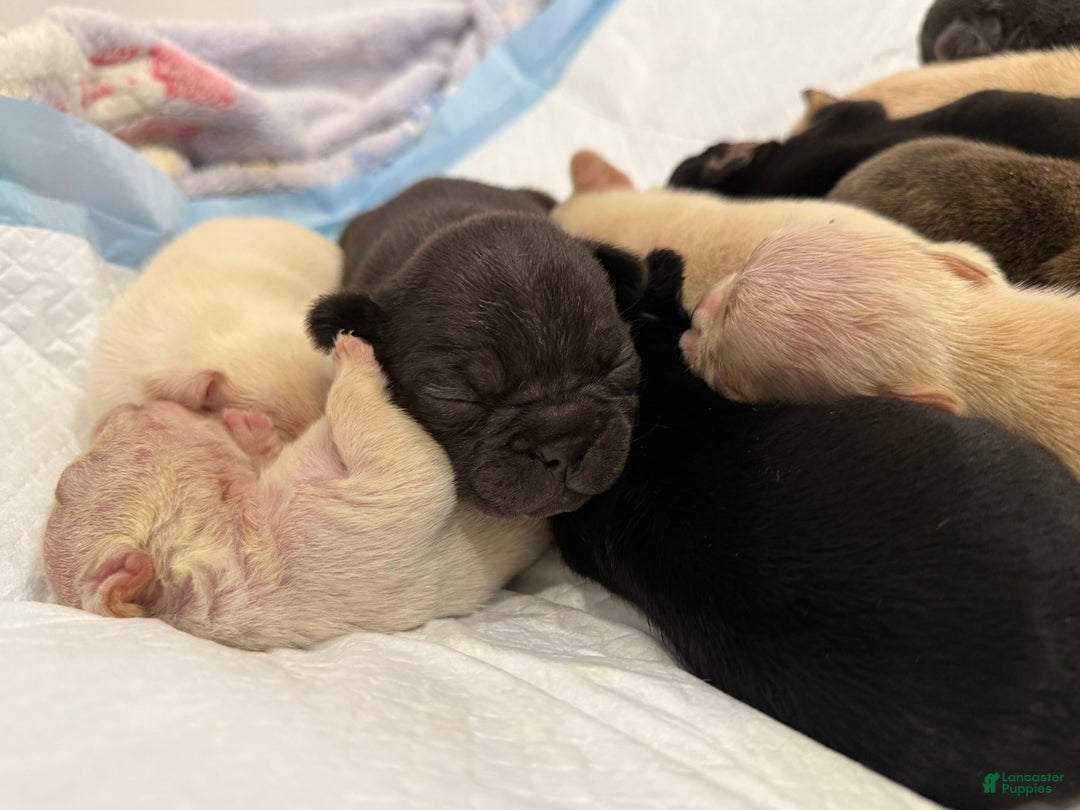 French Bulldog dogs for sale: Hershey  - Ad 4