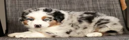 Miniature Australian Shepherd dogs for sale: Jackson - Ad 9