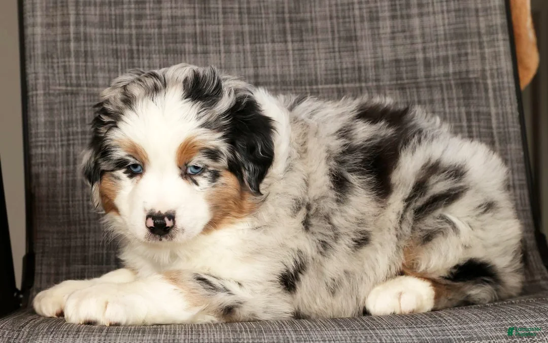 Miniature Australian Shepherd dogs for sale: Jackson - Ad 9
