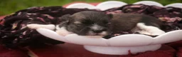 Havanese dogs for sale: Carrie Havanese  - Ad 5