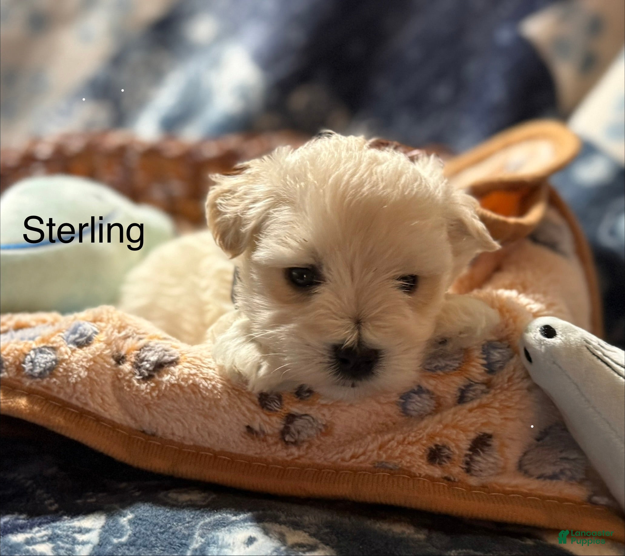Miniature Schnauzer dogs for sale: Sterling  - Ad 2