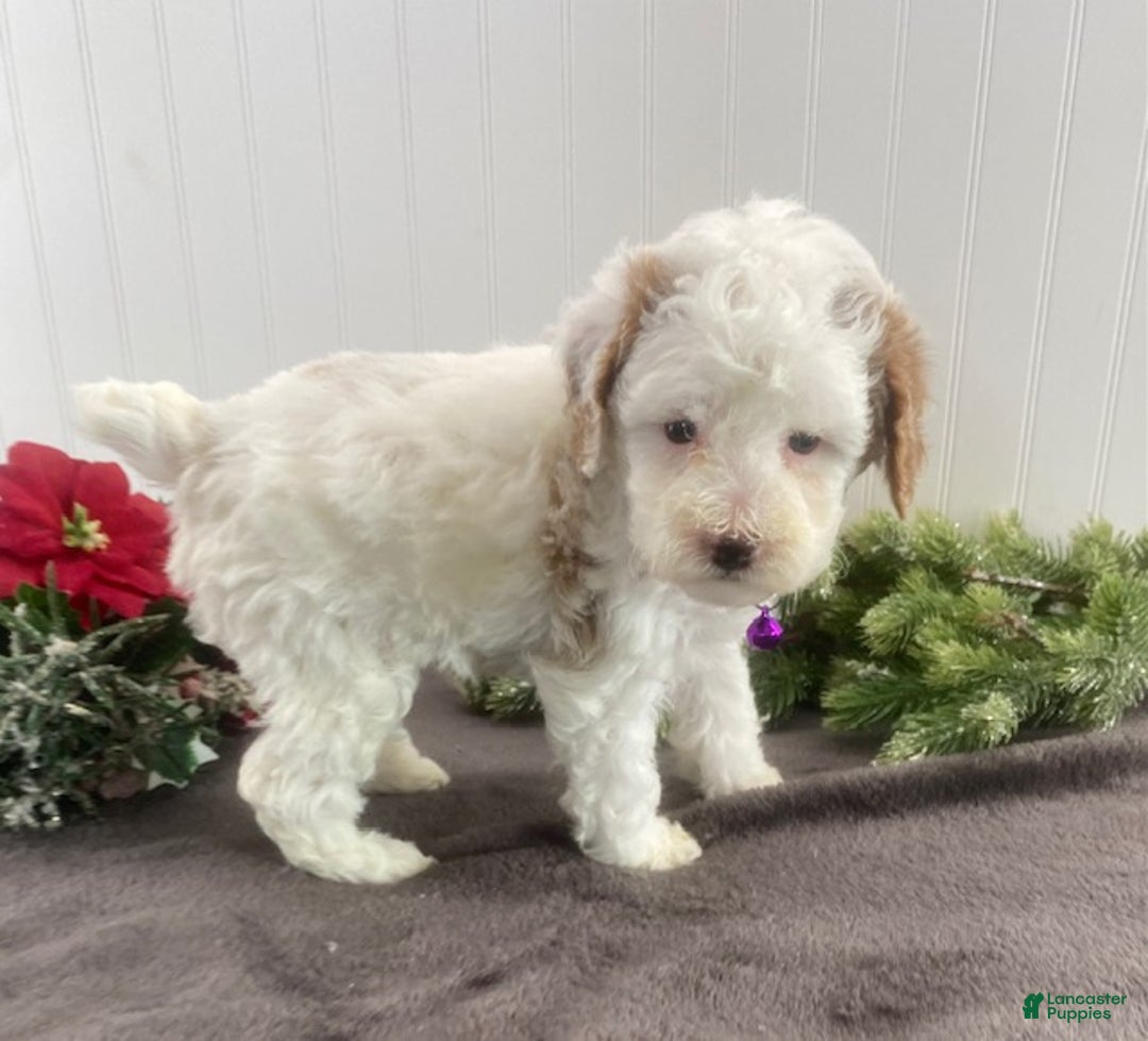 Toy Poodle dogs for sale: Boomer - Ad 2