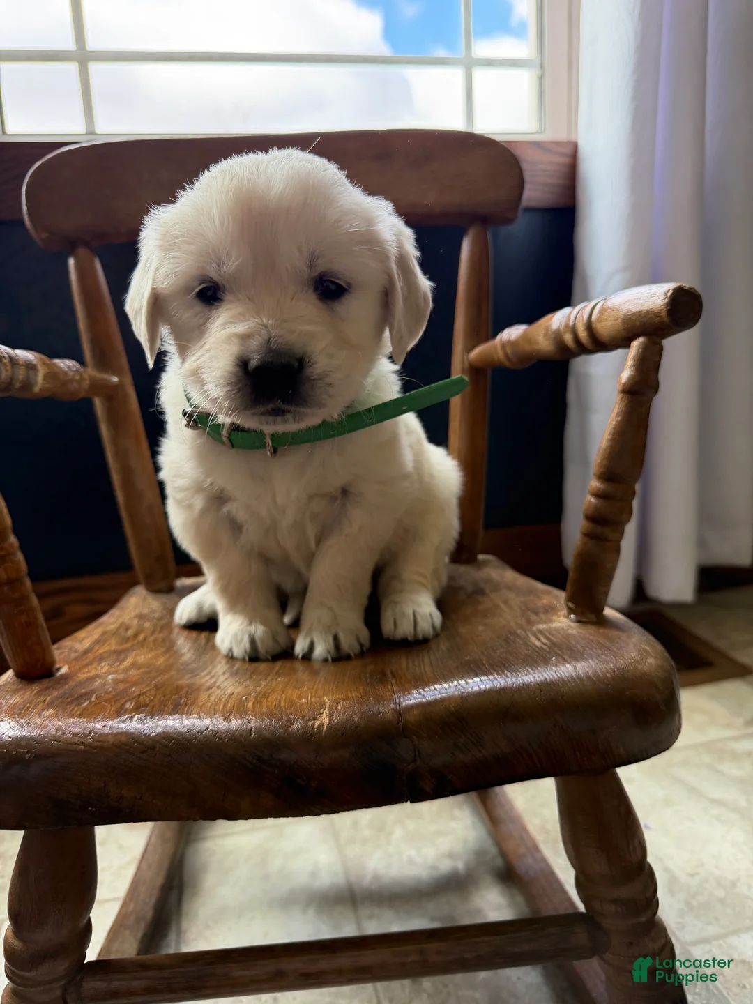 Golden Retriever dogs for sale: Bonnie - Ad 1