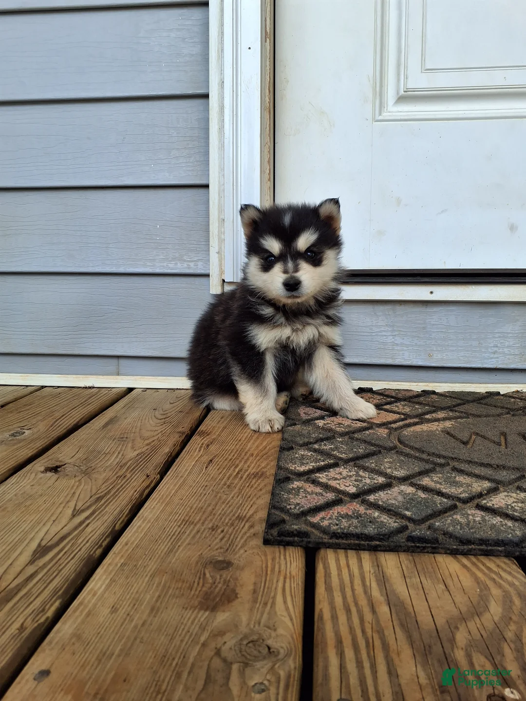 Pomsky dogs for sale: Diamond  - Ad 1