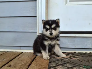 Pomsky dogs for sale: Diamond - Ad 3