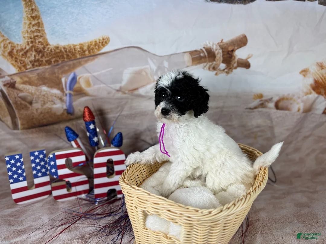 Mini Goldendoodle dogs for sale: Ahsoka - Ad 1